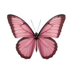 A stunning pink butterfly showcasing intricate patterns and delicate wings.