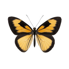 Naklejka premium A vibrant butterfly with stunning yellow and black wings, showcasing nature's beauty.