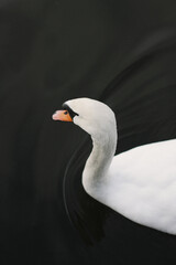 swan on the water