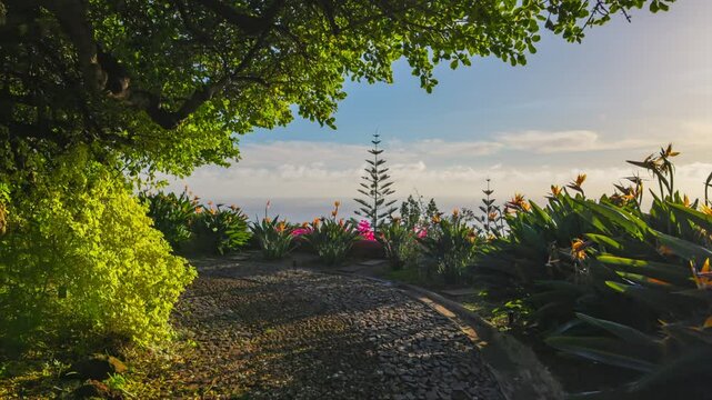 Walking along sunny cobbled path in park of Madeira. Soft sunset light, colorful flowers and lush greenery. Spring on the island of Madeira. Hike levada. Gimbal 4K HDR shot