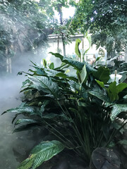 Lush green plant with leaves that are wet and shiny
