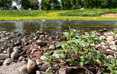 Small plant is growing in the middle of a rocky river bank