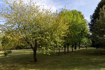 trunks of trees with green foliage in early autumn in sunny weather