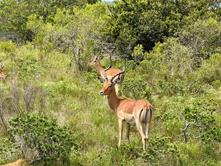 Antilopen Safari Südafrika 