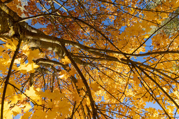 yellow maple foliage on branches in sunny autumn weather