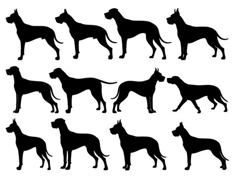 GREAT DANE SILHOUETTE ON WHITE BACKGROUND