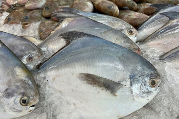 Fresh fish on ice at market