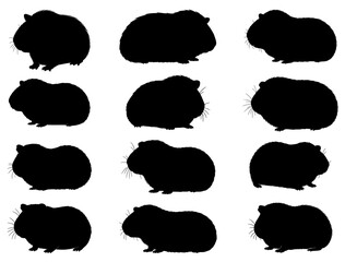 GUINEA PIG SILHOUETTE ON WHITE BACKGROUND