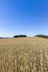 a wheat field with a new harvest of cereals at sunset
