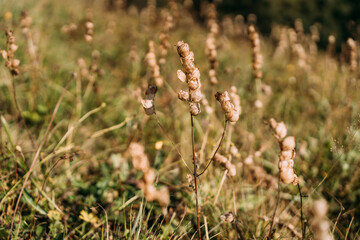 Grass in the wind. Celosia silver in a clearing in the mountains. The dried grass is swaying in the wind in the rays of the sun