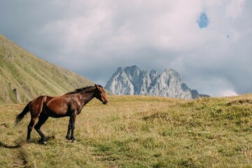 A brown horse stands against the background of the Chaukhi mountain range near the village of Juta in Georgia. Mountains surround the horse. Mountain peaks of the North Caucasus