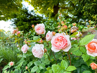 Bunch of pink flowers are in a garden