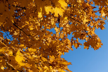 yellowing maple foliage before leaf fall