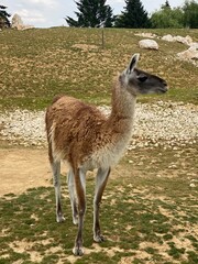 Lama glama