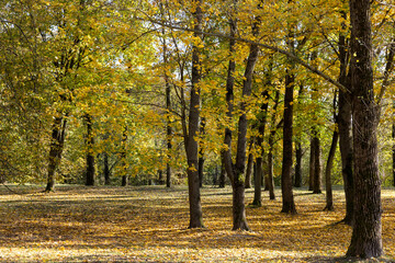 landscape in the park with yellowing maple foliage in sunny weather
