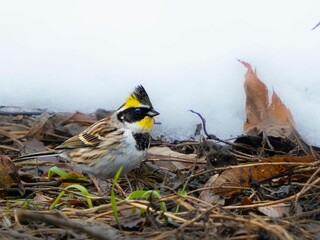 雪が積もった森の中で地面に降りてエサを探しているミヤマホオジロ