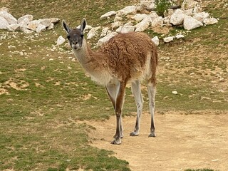 Lama glama