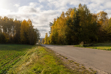 an asphalt road on the side of which a large number of maple trees grow in the autumn season