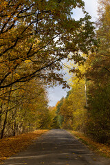an asphalt road on the side of which a large number of maple trees grow in the autumn season