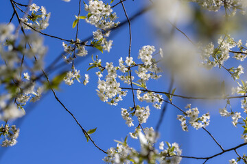 sunny weather in an orchard with cherries