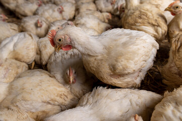 adult fat chickens in a poultry farm without cages