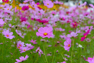 コスモスの花畑