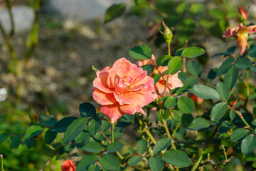 オレンジ色のバラ