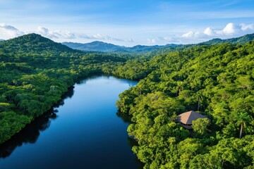 Fototapeta premium Explore the vibrant beauty of a lush rainforest canopy teeming with life and rich biodiversity.
