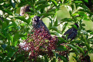 Common starling birds eating small fruits (Sturnus vulgaris)
