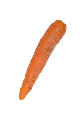 carrot