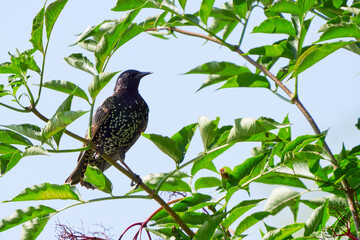 Common starling bird sitting on a branch (Sturnus vulgaris)