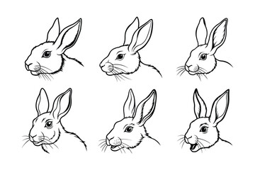 Snowshoe Hare (Lepus americanus) animal design, labeled line art vector art illustration.