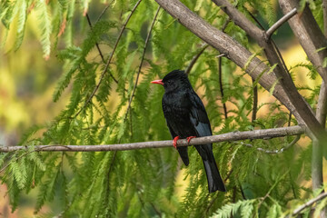 Black Bulbul.
A striking black bulbul perches gracefully on a branch, its vivid red beak and legs beautifully contrasting with the lush green foliage, creating a vibrant scene amid nature's rich color