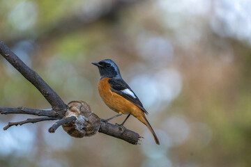 Daurian Redstart.
A vibrant Daurian Redstart perches elegantly, its fiery orange body and ash-blue...