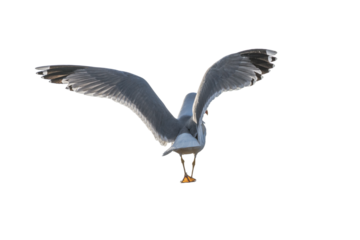 sea gull from behind
