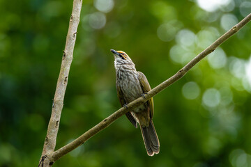 Straw-headed bulbul