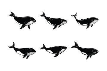 Southern Right Whale (Eubalaena australis) animal design, labeled line art vector art illustration.