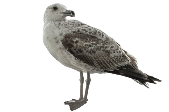 seagull closeup