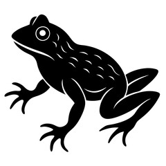 animal xenopus toad