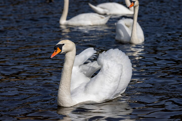 white swans who arrived in eastern Europe in the spring to raise offspring