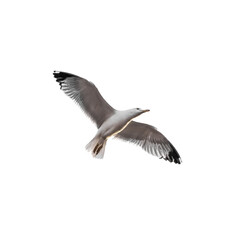 seagull in flight