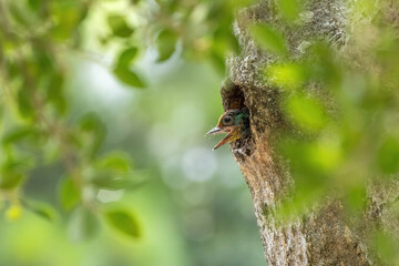 Taiwan Barbet subadult.
A Taiwan Barbet chick pokes its head from its nest hole in a tree trunk, mouth wide open.  Green leaves frame the scene, highlighting the young bird's eagerness.