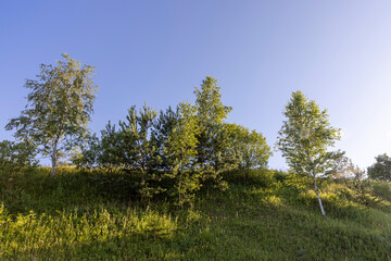 deciduous trees growing on a hill against a blue sky background