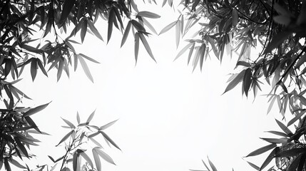 Obraz premium Elegant Black and White Composition of Bamboo Leaves Capturing Nature's Beauty and Tranquility