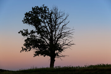 Obraz premium a half withered tree grows on a hill near sunset