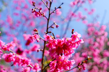 Blossoming pink cherry blossom flowers on branches with sunshine in blue sky. Selective focus.