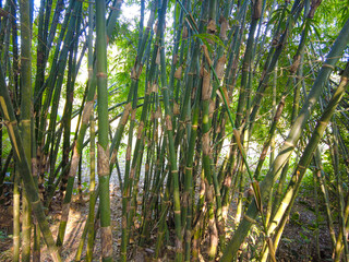 bamboo forest background