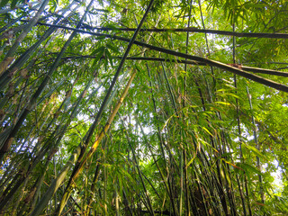 Obraz premium bamboo forest background