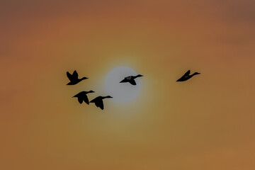 wildlife photography of flying Ducks Silhouetted Against a Glowing Sunset, Gliding Peacefully Across the Evening Sky
