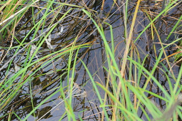 Wild reeds growing along the quiet lake shore.